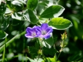 Island 2016 Web 0456