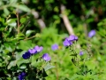 Island 2016 Web 0457