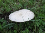 21-moeroen-2516