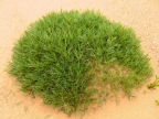 07-khongoriin-els-952