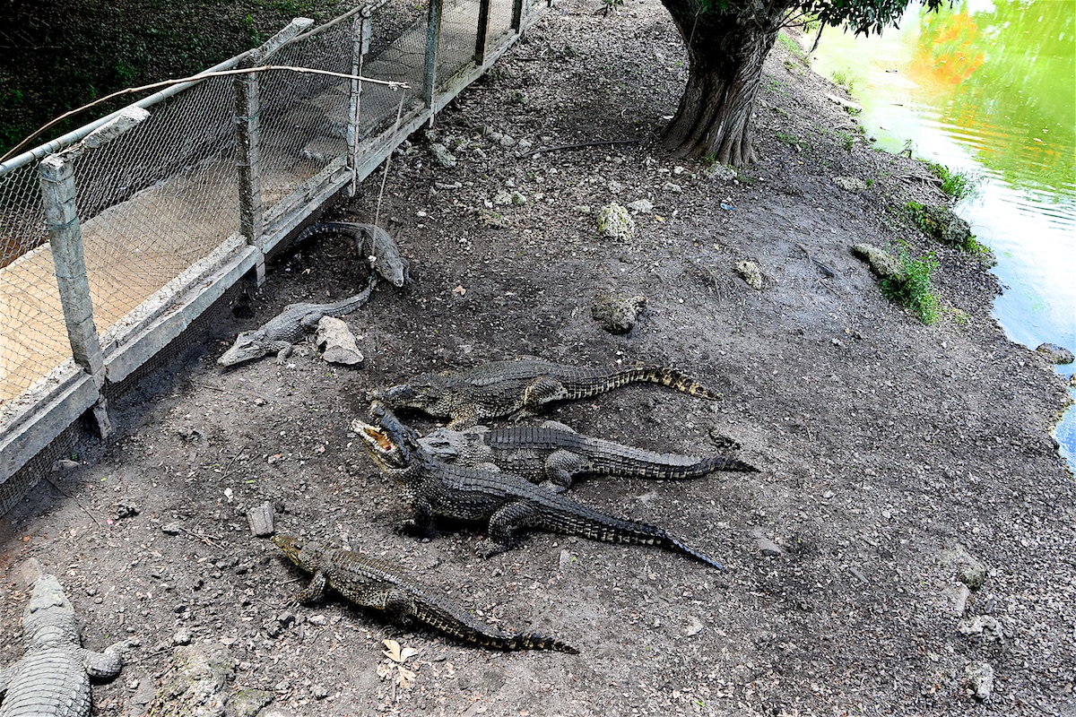 12-Kuba-2019-Krokodilfarm-0519