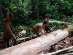 papua-2012-tag12-kuruwai-sago-1279