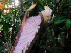papua-2012-tag12-kuruwai-sago-1302