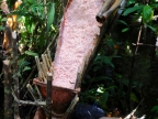 papua-2012-tag12-kuruwai-sago-1304