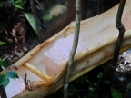 papua-2012-tag12-kuruwai-sago-1320