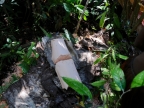 papua-2012-tag12-kuruwai-sago-1325