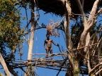 papua-2012-tag13-kuruwai-1359