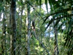 papua-2012-tag13-kuruwai-1387