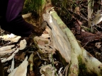 papua-2012-tag14-kuruwai-1430