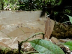 papua-2012-tag14-kuruwai-1433