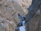 mexiko-2012-tag-08-cabo-san-lucas-1103