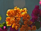 mexiko-2012-tag-08-todos-santos-1043