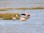 argentinien-2011-1325-lago-argentina