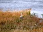 argentinien-2011-1333-lago-argentina