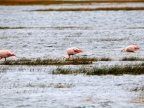 argentinien-2011-1339-lago-argentina