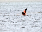 argentinien-2011-1346-lago-argentina