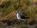 argentinien-2011-1354-lago-argentina