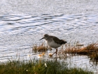 argentinien-2011-1358-lago-argentina