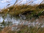 argentinien-2011-1359-lago-argentina