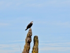mexiko-2012-tag-08-fahrt-lopez-mateos-1143