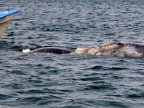 mexiko-2012-tag-08-lopez-mateos-1256