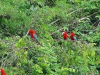 03-manu-np_aras-1079-amazonien-2013