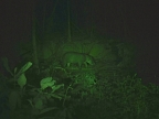04-tapir-manu-np-still