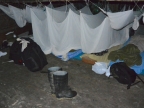 04-tapire-1065-amazonien-2013