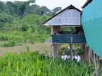 05-aras-1122-amazonien-2013