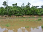 05-aras-1139-amazonien-2013