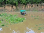 05-aras-1144-amazonien-2013