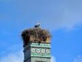 04 Rabat Chellah 0215