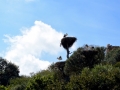 04 Rabat Chellah 0223