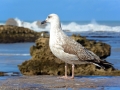 34 Essaouira - 1292
