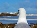 34 Essaouira - 1294