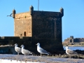 34 Essaouira - 1296