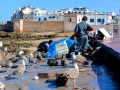 34 Essaouira - 1299