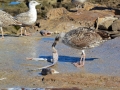 34 Essaouira - 1301