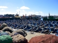 34 Essaouira - 1308