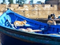 34 Essaouira - 1338