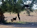 30 Fahrt Taroudant - 1039