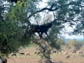 30 Fahrt Taroudant - 1040