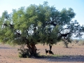 30 Fahrt Taroudant - 1042