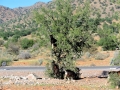 30 Fahrt Taroudant - 1043