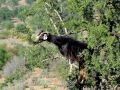 30 Fahrt Taroudant - 1044