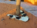 14 Zeltcamp Sahara - 0683