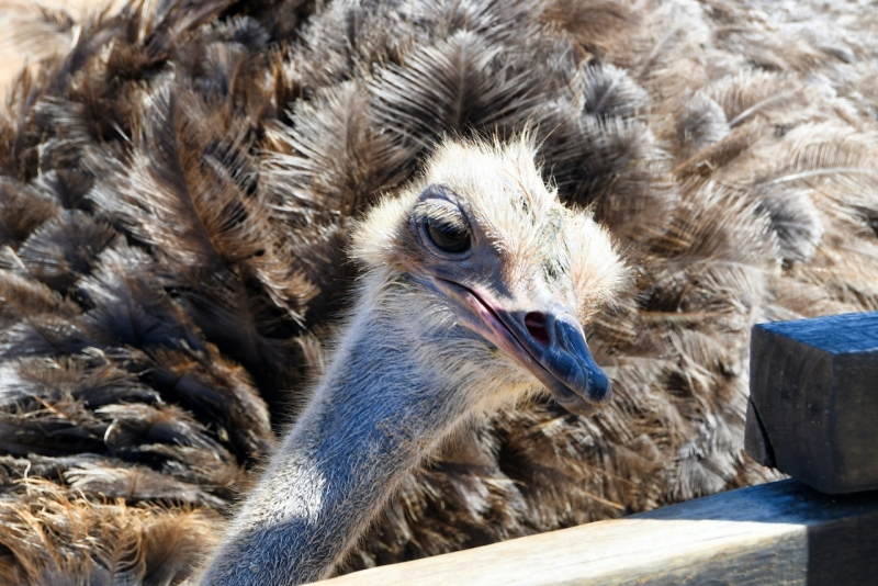 Tag-05-3-Ostrich-Farm-262