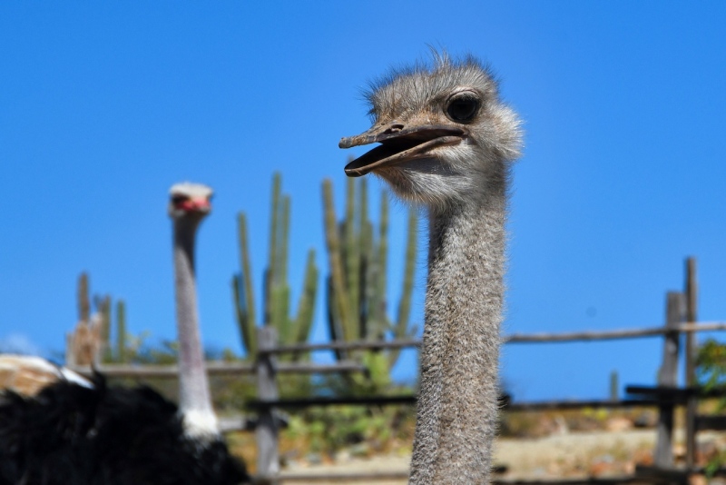Tag-05-3-Ostrich-Farm-268