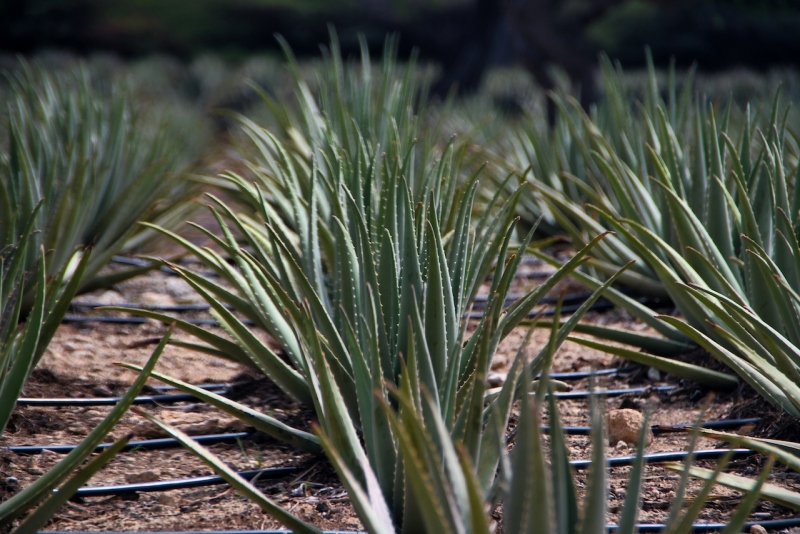 Tag-06-2-Aloe-Factory-403
