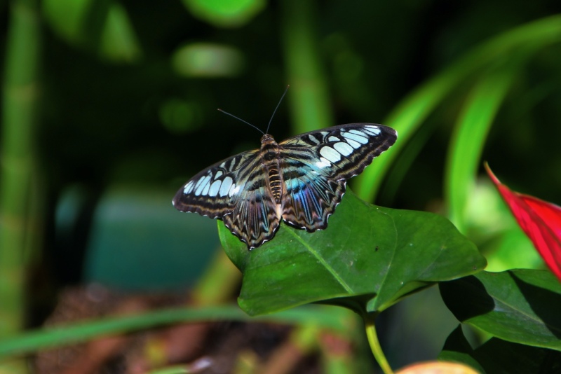 Tag-06-3-Butterfly-Garden-416
